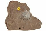 Rare, Enrolled Ceraurus Trilobite - Missouri #198739-3